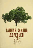  Деревья: гении мира природы смотреть онлайн (2020) 