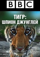  BBC: Тигр — Шпион джунглей смотреть онлайн сериал 1 сезон 